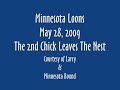 Minnesota Loons .. 5/28/09 .. The 2nd Chick Leaves The Nest