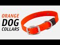 Orange Dog Collars from GunDogSupply.com