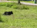 Sam, 3 uscita con le pecore