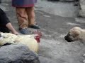 Anatolische herder