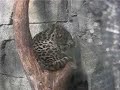 Margay 2