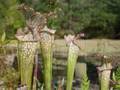 Sallie and Brooklet.wmv