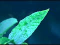 Summertimeland by Mr. Dreamstream neo-classical music