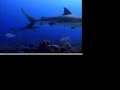Shark Dive: 9 Minutes Shark Dive: 9 Minutes