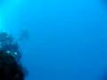 videos de zenobia 2,
