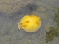 puffer fish puffer fish