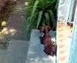 Braco Alemán de Pelo Corto video