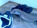 Savannah Monitor
