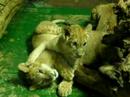 Lion Cubs Lion Cubs