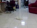 Shih Tsu play ball like crazy