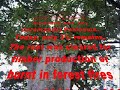 Square Kauri