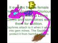 Twime777 entry_0001.wmv