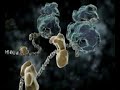 How do Proteins Fold, Aminah and David?