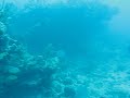 Grass Cay Dive 1