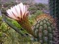 los-recuerdos-luciano-pereyra.html