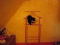 Mila l'acrobate !!! Mila l'acrobate !!!