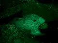 Wolf Eel Feeding