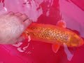 24k Gold koi mother of thousands 10 yrs old 24k Gold koi mother of thousands 10 yrs old