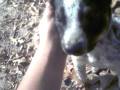 videos de oreo and chip!
