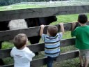 Kids & Cows