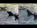 Sony DSC HX5v vs Panasonic DMC TZ10 ZS7 Video Test Part 7 Piedmont Park - Typical Day [720P]