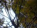 The Fall