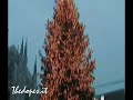 thedopes   merry christmas