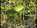 videos de How to use the ovipositor