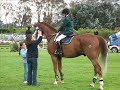 Hipismo - Carolina Negrão