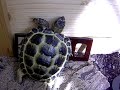 Horsfield Tortoise - George, seeing himself in a mirror!