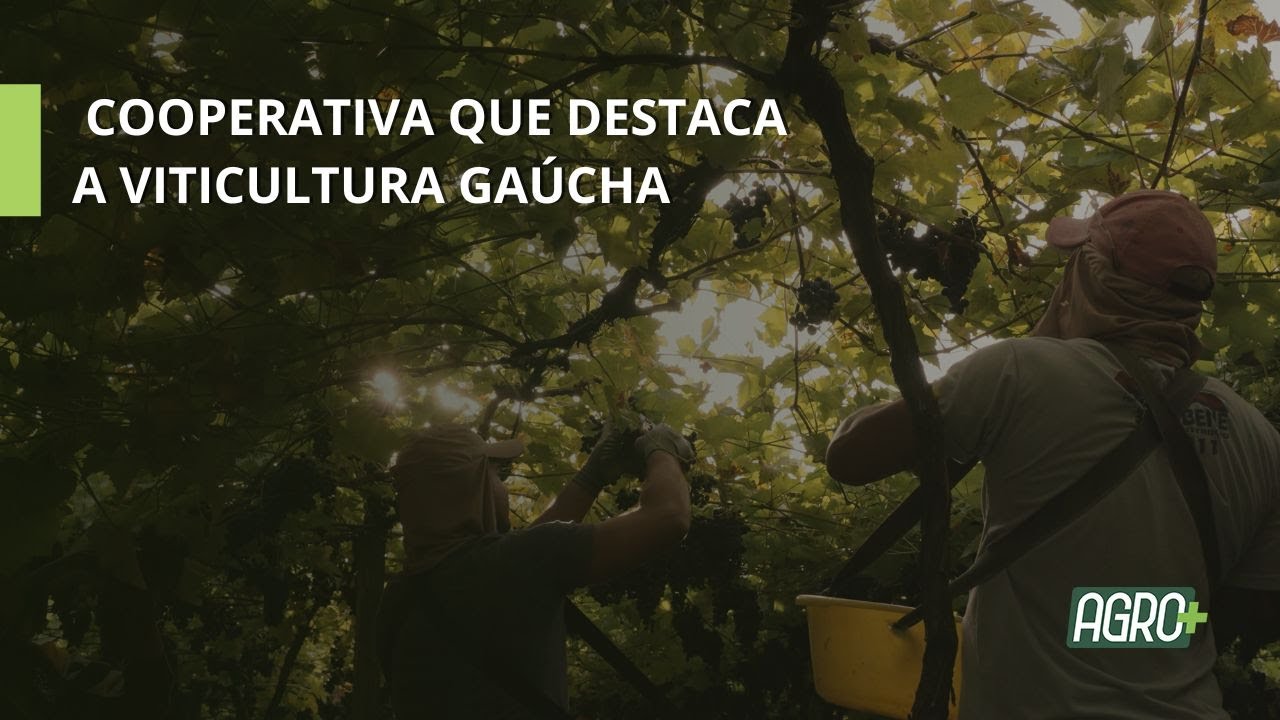 Aurora: Cooperativa que destaca a Viticultura Gaúcha.