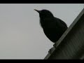 Photos and Video with Canon FS100