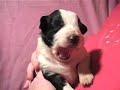 Border Collie Puppies Two Weeks Old DarnFar