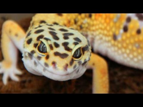 YouTube reptile video