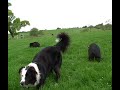How Long Can A Pig Pee For? :)