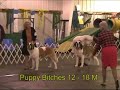 NE St. Bernard Club specialty Bitch Class part1 PM 2008 NE St. Bernard Club specialty Bitch Class part1 PM 2008