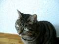videos de Figaro en Nicole