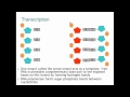 Genes and Inheritance [10]: Transcription (A Level Biology)