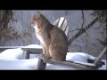 bobcat..bobcat
