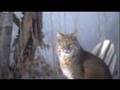 bobcat..bobcat