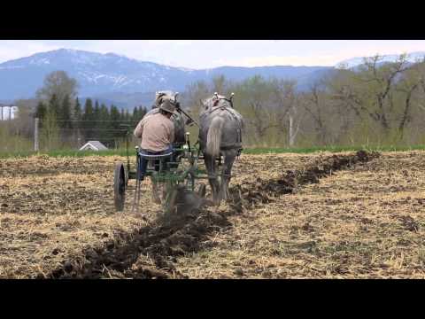 how to grow and harvest rye