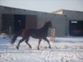 videos de la ferme sous la neige