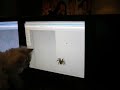 My cat (GoodShe) chasing a virtual spider ...http://www.onemotion.com/flash/spider/