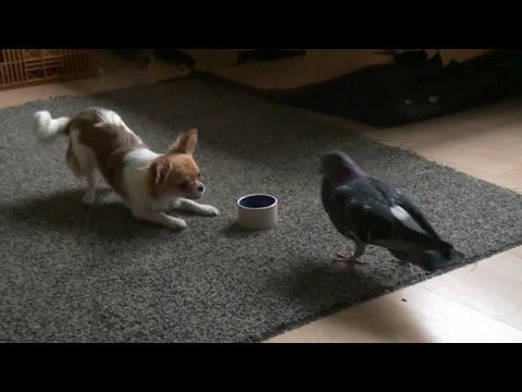 Dog and Bird play and fight over food