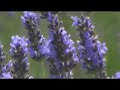 FARM TOMITA ファーム富田のラベンダー