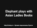 Elephant Molester