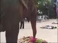 Elephant Molester