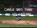 Charlie The 3 legged cat raises the bar!