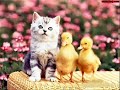 funny cat meow.. - Thumb #1