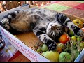 funny cat meow..